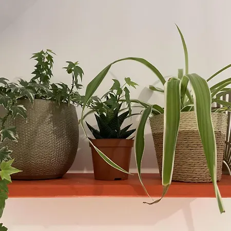 De France - Le Chant Des Oiseaux * Vierville