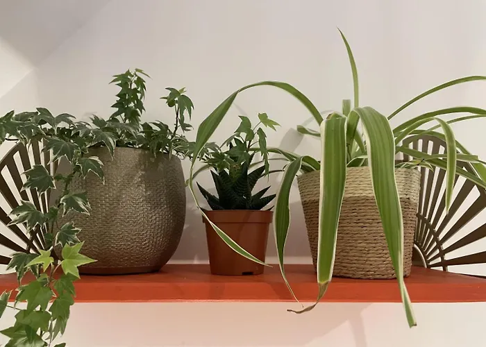 De France - Le Chant Des Oiseaux * Vierville